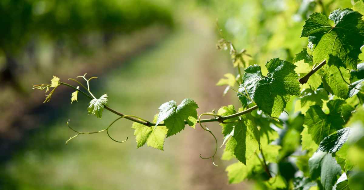 Benefits of eating vine tree and fruit that you may not know about-compressed
