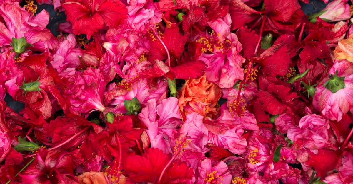 Can hibiscus flowers be consumed Or is it just for decoration purpose in your garden-compressed