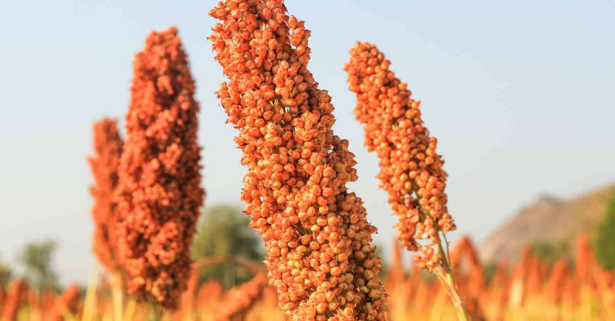 Do you know wheat sorghum which is beneficial in more than 300 diseases-compressed