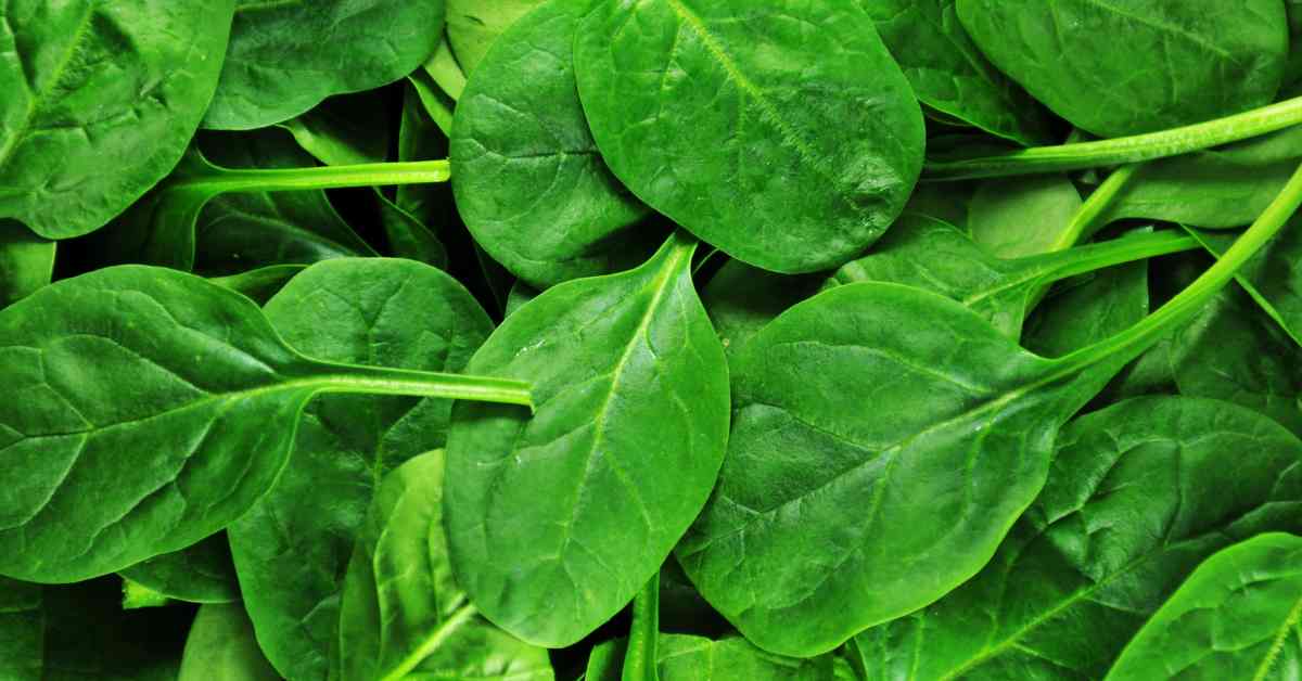 The supercharged goodness of spinach on your plate-compressed