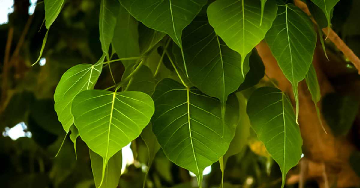What is the importance of Peepal tree in Sanatan Dharma-compressed
