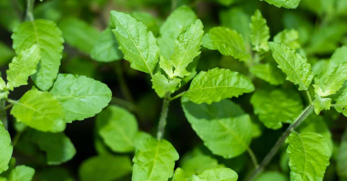 What is the importance of Tulsi Puja Why is it necessary to have Tulsi in the house of every Sanatan Dharma follower-compressed