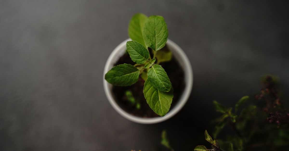 You will be surprised to know the properties and benefits of Tulsi!!-compressed