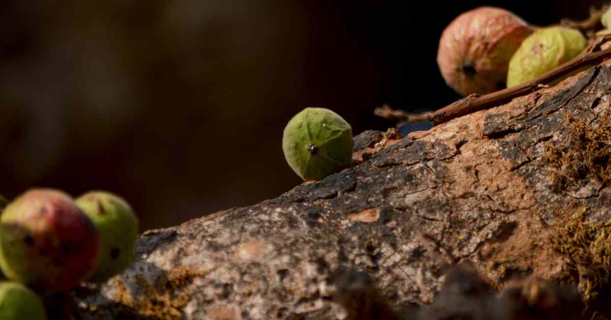Benefits of Anjeer in Hindi-compressed