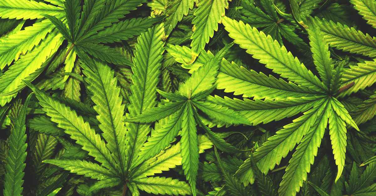 How is Marijuana for our Health In Hindi-compressed