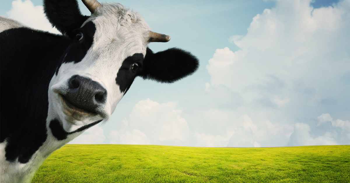 Importance of Cow in Hindu Religion In Hindi-compressed