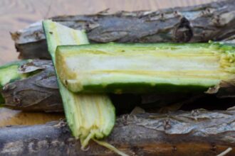 Giloy Ke Fayde in Hindi You will be surprised to know the benefits of Giloy-compressed