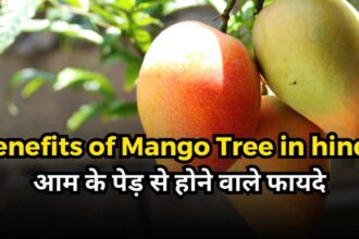 Benefits of Mango Tree in hindi-compressed