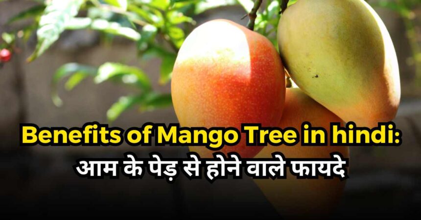 essay on benefits of mango tree in hindi